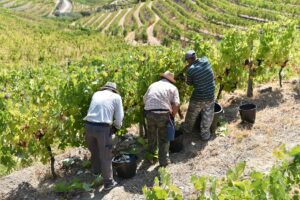 Trabalhadores a colher uvas com tesoura nas vinhas em socalco.