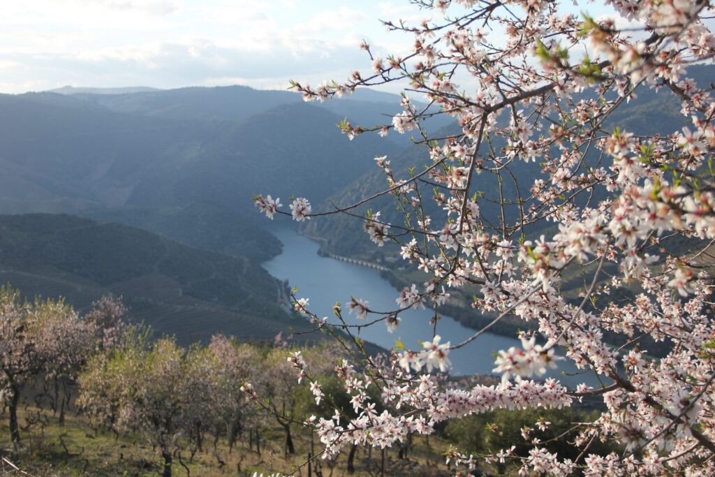  Almond trees in bloom (white/pink) with Douro vineyards in the background, early spring.
